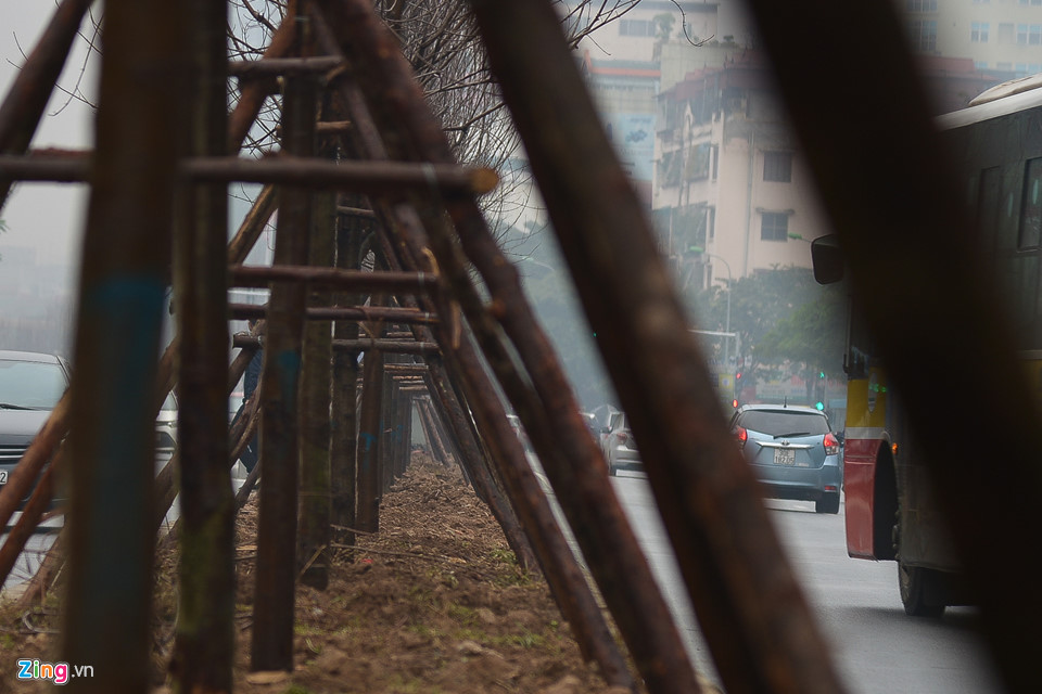 Trồng phong lá đỏ, đường phố Hà Nội sẽ giống châu Âu, Hàn Quốc?